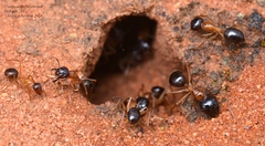 Camponotus terebrans