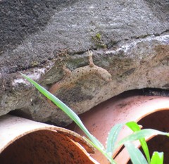 Gonatodes albogularis