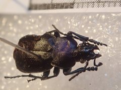 Carabus convexus dilatatus