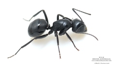 Camponotus tristis