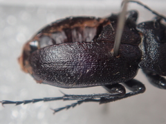 Carabus convexus dilatatus