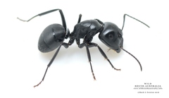 Camponotus tristis