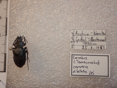 Carabus convexus dilatatus