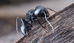 Camponotus tristis
