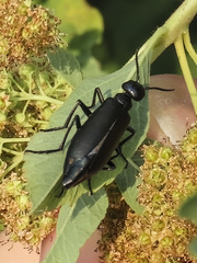 Linsleya sphaericollis