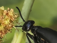 Linsleya sphaericollis