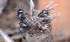 Camponotus tristis