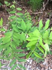 Lathyrus polyphyllus