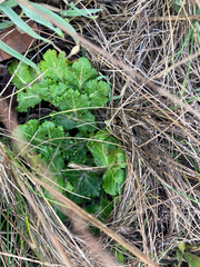 Sanicula arctopoides