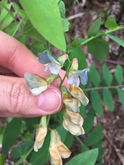 Lathyrus polyphyllus