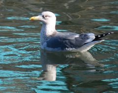 Larus argentatus vegae