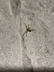 Araneae