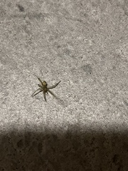 Araneae