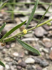 Acacia bynoeana