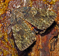 Catocala umbrosa