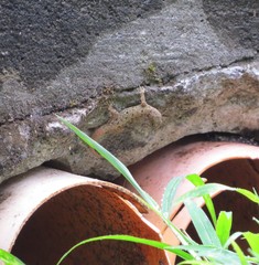 Gonatodes albogularis