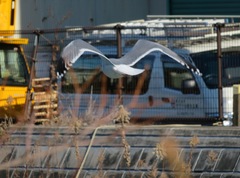 Larus argentatus vegae