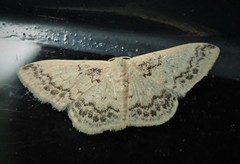 Idaea pseliota
