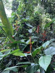 Heliconia spathocircinata