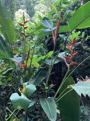 Heliconia spathocircinata