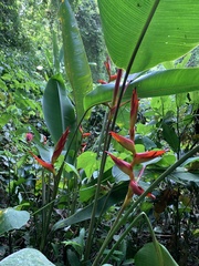 Heliconia spathocircinata