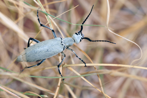 Epicauta longicollis