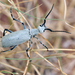 Epicauta longicollis - Photo (c) Tom Kennedy,  זכויות יוצרים חלקיות (CC BY-NC), הועלה על ידי Tom Kennedy