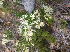 Lomatia polymorpha