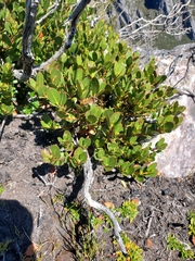 Eucalyptus vernicosa