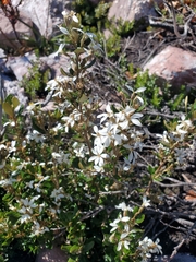 Olearia tasmanica