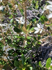 Olearia tasmanica