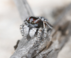 Maratus harrisi