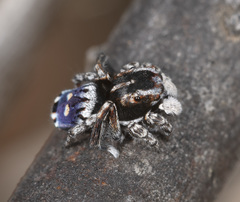 Maratus harrisi