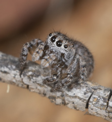 Maratus harrisi