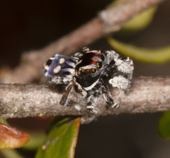 Maratus harrisi