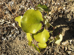 Stauntonia hexaphylla