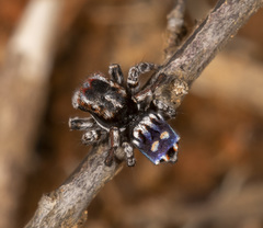 Maratus harrisi