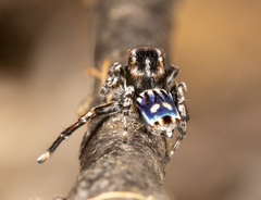 Maratus harrisi