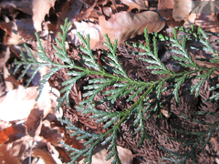 Chamaecyparis obtusa