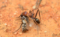 Iridomyrmex agilis