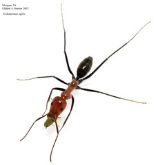 Iridomyrmex agilis