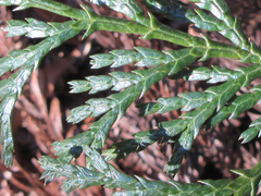 Chamaecyparis obtusa