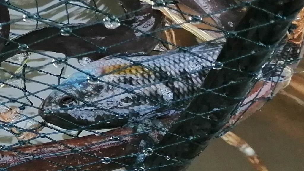 Ansorge's cichlid (Thysochromis ansorgii) — Cichlidae