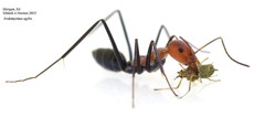 Iridomyrmex agilis