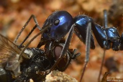 Iridomyrmex lividus