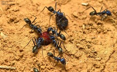 Iridomyrmex lividus