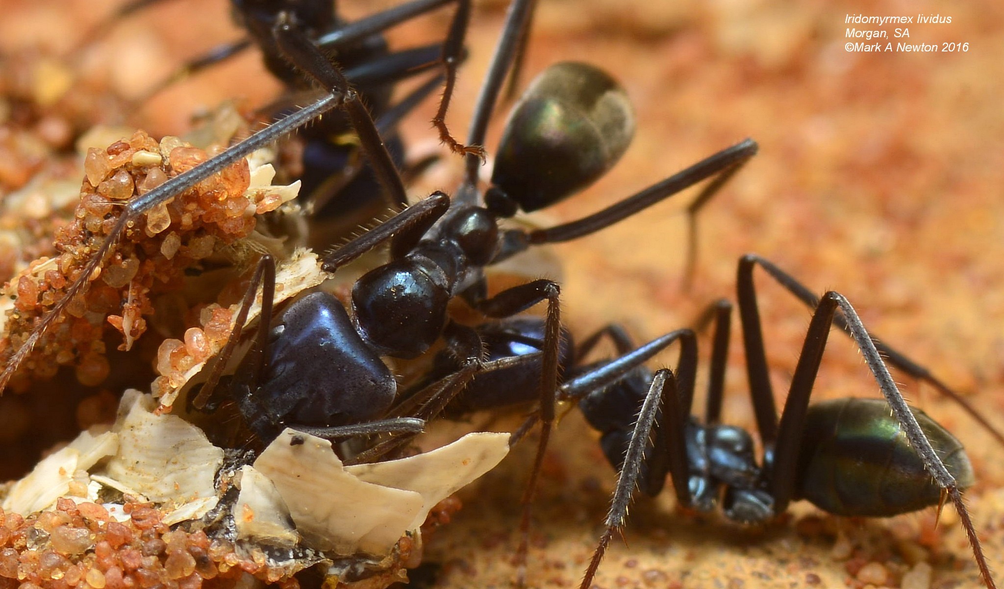 Iridomyrmex lividus Shattuck, 1993