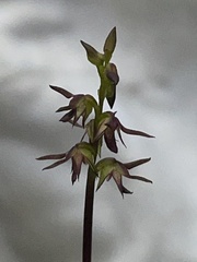 Genoplesium filiforme