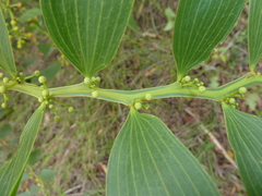 Acacia complanata