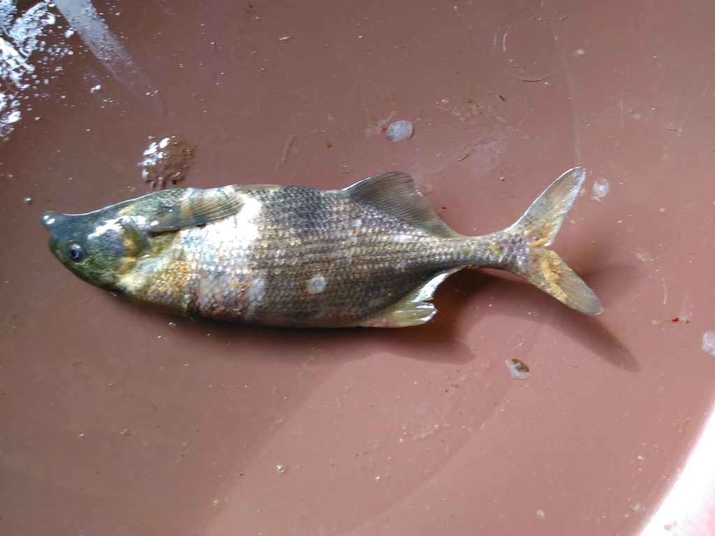 Ussher's elephantfish (Marcusenius ussheri) — Mormyridae